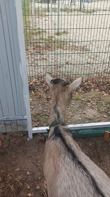 Проверяем с нашей Бандой новый вывод с хоздвора