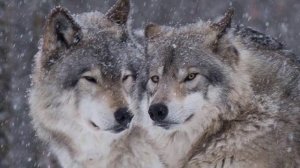 Легенда о волке и волчице