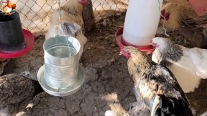 Любовь птицевода к Курочкам 🐥🐔🥚 Нежное видео 🐓 Версия (70)