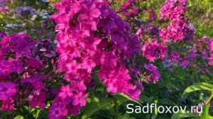 Флокс Пурпурная Вуаль, селекции Е.А. Константиновой