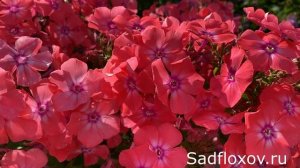 Огненный флокс Коралл, селекции Карла Фостера