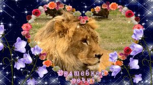 Волшебной ночи!