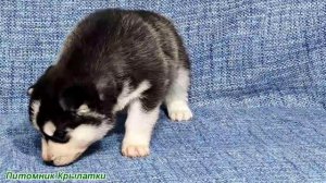 Предлагаем черно-белую девочку щенка хаски, родилась 24 октября 2025 года