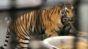 Спи, где дают: тигров и львов три года не перевозят из закрытого зоопарка в Уфе