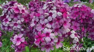 Дымчатый, поздний флокс Вольная Казачка, моем селекции