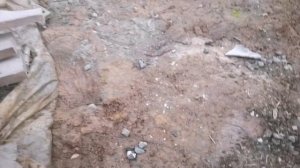 Посадка хризантем для будущего бала