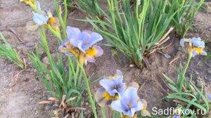 Заметки о сибирских ирисах и обзор моих сортов