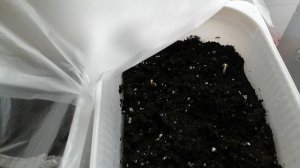 работа работой,а приятным заниматься надо,хобби моё.