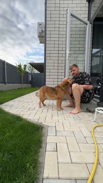 Кошка играет с собакой #миливанили #кошка #мойпитомец смотреть онлайн