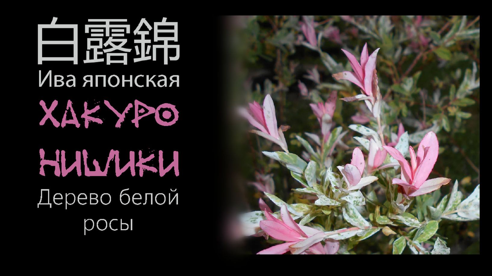 Ива японская. Хакуро-нишики. Дерево белой росы.