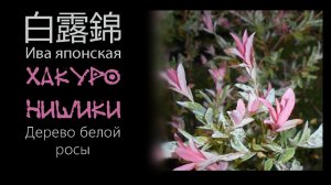 Ива японская. Хакуро-нишики. Дерево белой росы.