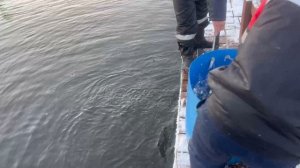 23.11.25. Утреннее зарыбление VIP зоны форелью.