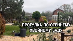 Прогулка по осеннему хвойному саду