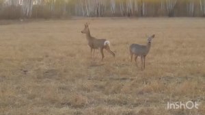 Лоси и косули в объективе квадрокоптера.