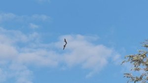 Парящий полёт коршуна