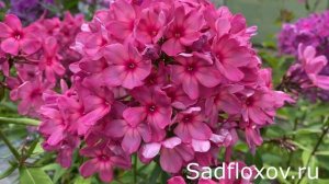 Кудрявый флокс Земфира, моей селекции