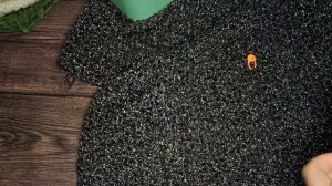 СП ,,Последний ряд под бой курантов,, Организатор Светлана