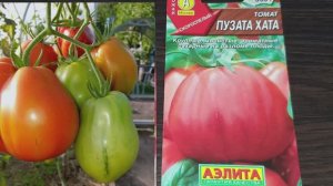 Сортовой Томат- с высоким качеством  (неубиваемый фитофторой, крупный, сахаристый) и без пустот.