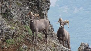 Снежные бараны Корякского нагорья.