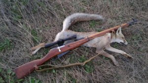 Охота на лисицу