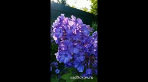 Флокс Блю Парадайз в моем саду