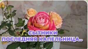 САМВЕЛ АДАМЯН, СЫТНИКИ, ПОСЛЕДНЯЯ КАПЕЛЬНИЦА..