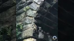 У енотов по 5 пальцев на ногах и руках которыми они умело пользуются #животные #природа #юмор