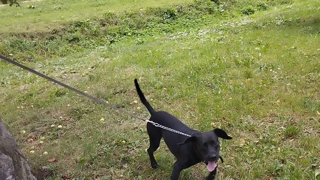 Музей Псов @ Хор @ Барьер @ Зоопсихолог @ Наталья Коротких @ Моя Жизнь Кино @ Жил Был Пёс @ Пёс Чибо смотреть онлайн