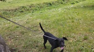 Музей Псов @ Хор @ Барьер @ Зоопсихолог @ Наталья Коротких @ Моя Жизнь Кино @ Жил Был Пёс @ Пёс Чибо