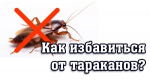 Как избавиться от тараканов? (быстрый, лёгкий и надежный способ)