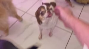 Сегодня все молодцы, только Феюшка опять капризничает.