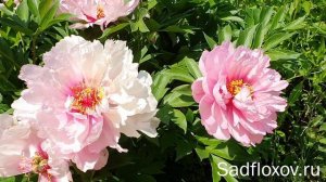 Пион ИТО-гибрид Фест Эрайвл (First Arrival) в моем саду