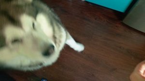 Утренняя вкусняшка маламуту 🍗😋🐾🐻❤️ VID_20251123_142348