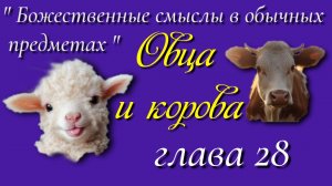 28) Овца и Корова