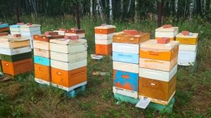 Бакфаст на медосборе Лесной точёк