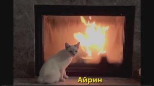 Меконгская кошечка Айрин