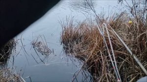 Ловля на удочки, канал Водохранилище, мкр. Шилово, город Воронеж, 23.11.2025 года