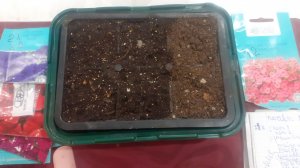 23.11.2025 Посев петунии. Зачем так рано?