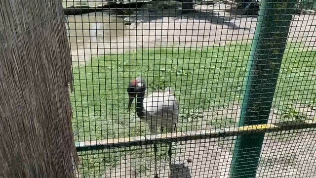 ВЛОГ Что лежит в сумке Алисы мы с Лёшей в шоке‼️Алиса перегрелась на солнце/ Гуляем в парке ДоДо смотреть онлайн