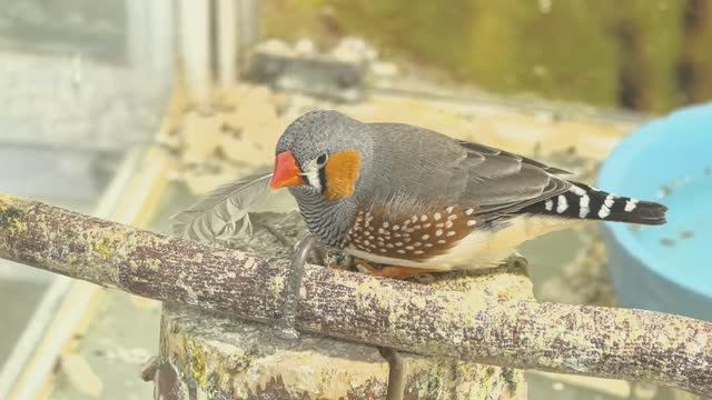 «Зебровая амадина: красота в деталях»