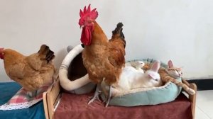 Под руководством кота утка, курица, щенок и кролик стали семьей.