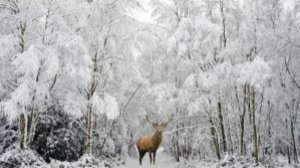 24 ноября - Федор Студит, Федор Мороз. Народные приметы и традиции