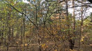 23.11.Лес в Бужоре. Ласточкины гнезда. Анапа.