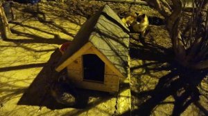 Кошка пёс будка ночь