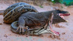 Животные которые легко убьют Комодского Дракона