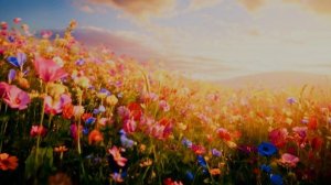 САКУРА И СОЛОВЕЙ.mp4