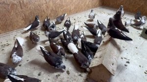 Голуби Коткова А.П., г. Бугуруслан 23-11-2025