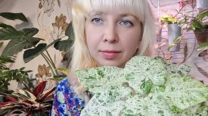 Пересадка алоказии Одора Батик, какой грунт и удобрения использую