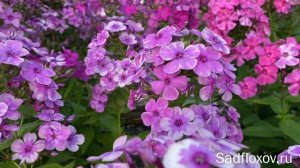 Мелкоцветковый флокс Кукла, моей селекции