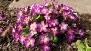 Великолепная примула из семян